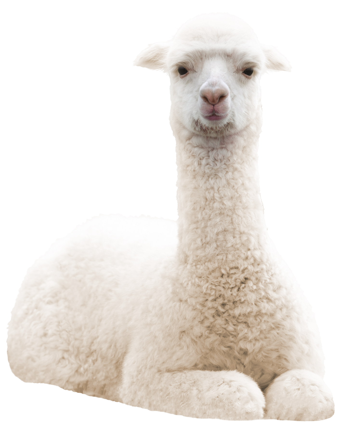 Foto van een alpaca.